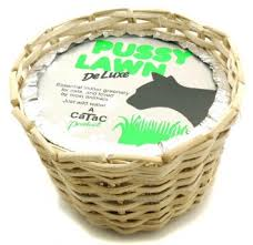 The Brave Babes Battle Bus - Springing Into Some Warmer Weather, Staying Sober Togeher