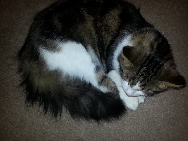 90% of my house is tiled or wooden floor, so why does my cat ALWAYS choose to vomit on the rug?