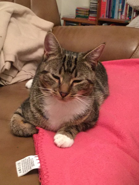 Trying not to get too giddy. Going to see a rescue cat this afternoon.