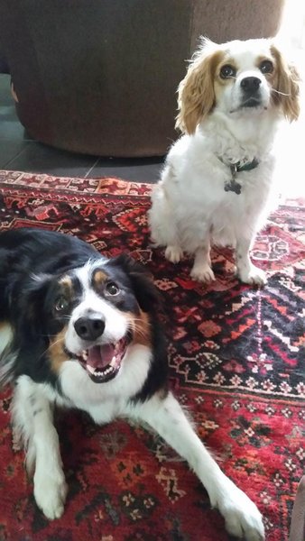 Find out what Mumsnetters thought of the Pedigree® Dog Food Range. £300 voucher prize draw for testers’ feedback. NOW CLOSED