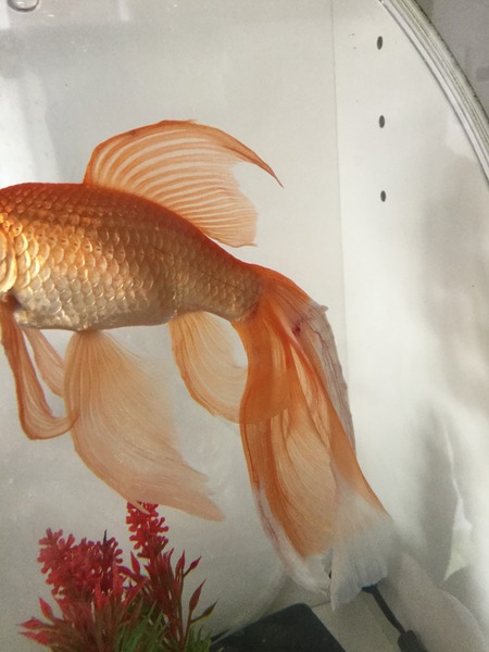 Tail of fish damaged? Photo attached