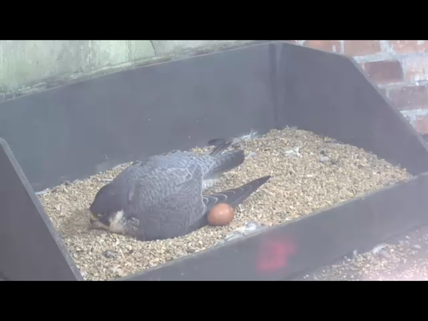 Had a lovely 30 minutes watching the birds in the front garden