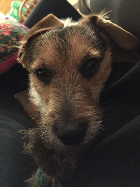 Show us your dogs?