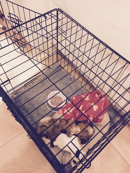 Shit, I have somehow acquired a puppy...