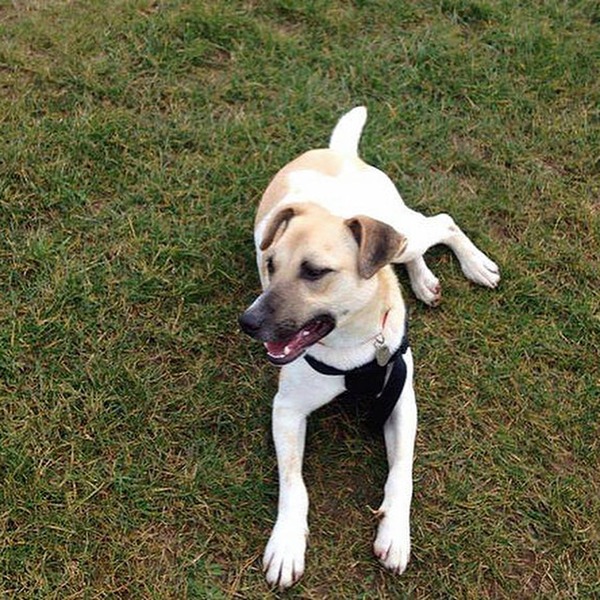 Rehoming - why is it so !*~#£"&$"* difficult?
