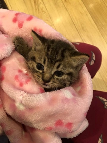 About to rescue a kitten...help!