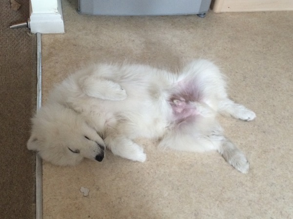 anyone else got a massive puppy that is just a dick head?