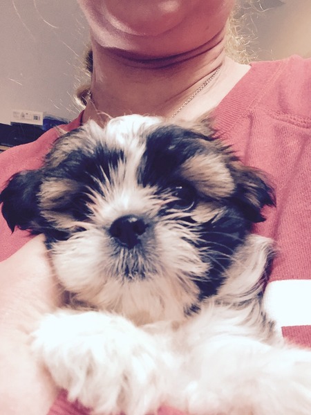 Shit, I have somehow acquired a puppy...