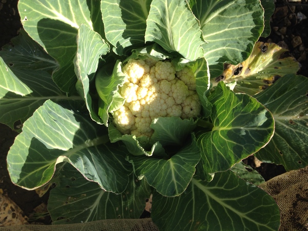 Allotment/Veg Patch Thread 5 - The Diggers Rest !