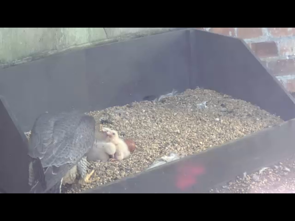 Had a lovely 30 minutes watching the birds in the front garden