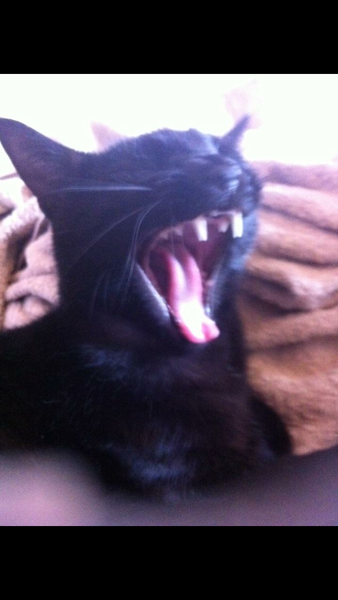 Ollie just chased off...
