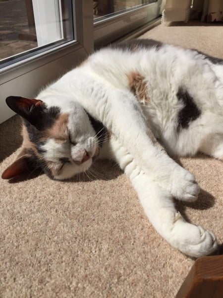 Making cat owners responsible