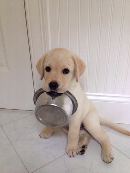To think that shops and pubs are no place for dogs?
