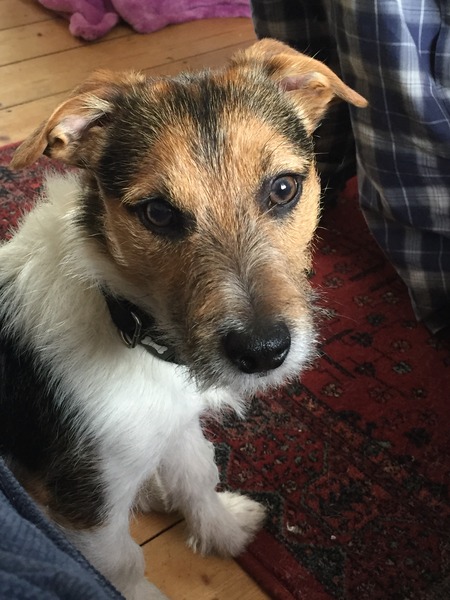 Total beginner in dog ownership: advice please