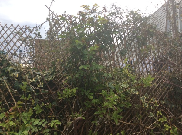 AIBU: garden fence/ privacy