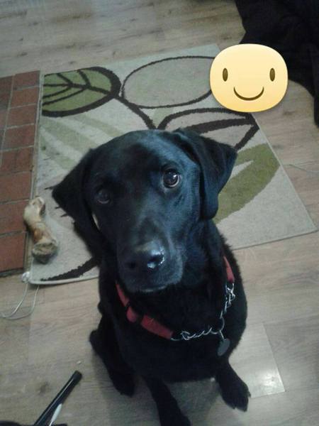 anyone else got a massive puppy that is just a dick head?