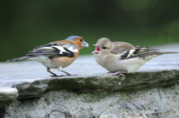 Had a lovely 30 minutes watching the birds in the front garden