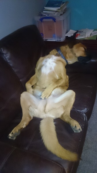 anyone else got a massive puppy that is just a dick head?