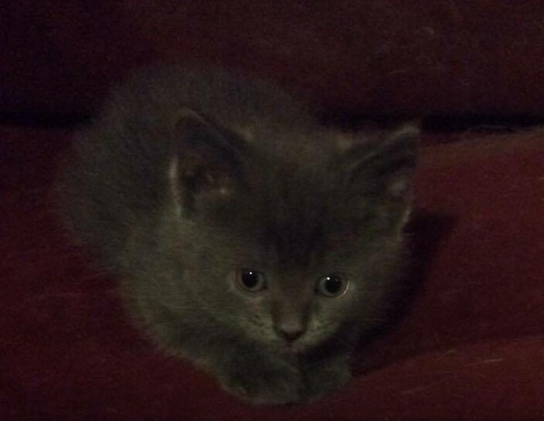 hints and tips gratefully received! getting a kitten hopefully.