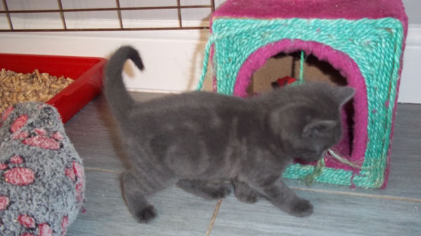 Will my kitten change colour?