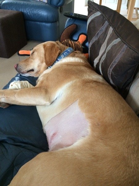 so worried about our lovely lab, need handholding please
