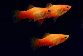 AIBU - Pets at Home Goldfish Fiasco