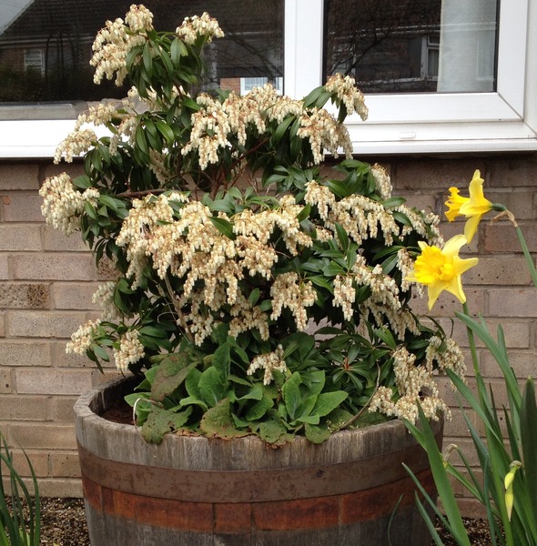"in the midst of winter, I found there was within me, an invincible summer" Potting shed chat continues here