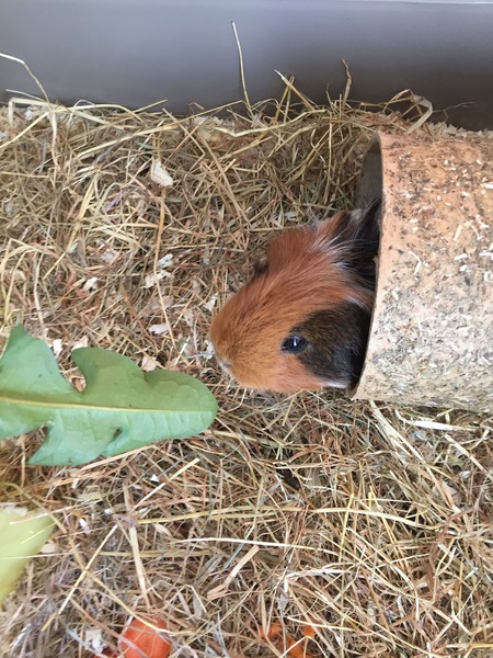 Another pig off to the Rainbow Bridge