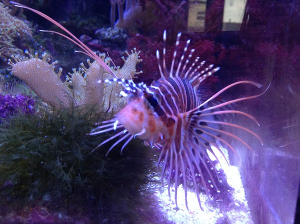 Would it be utterly mad to start off with a reef tank?!