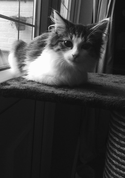 rescue kitten - look at my beauty!