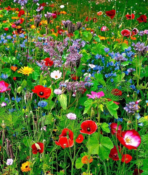 Summery things like tulips.