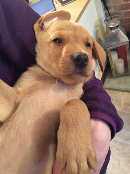 Labrador puppies cost