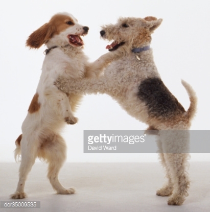 Small dog V big dog rant