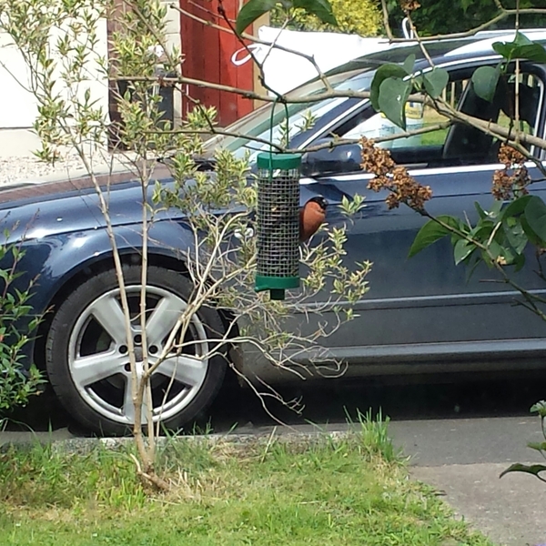 Had a lovely 30 minutes watching the birds in the front garden