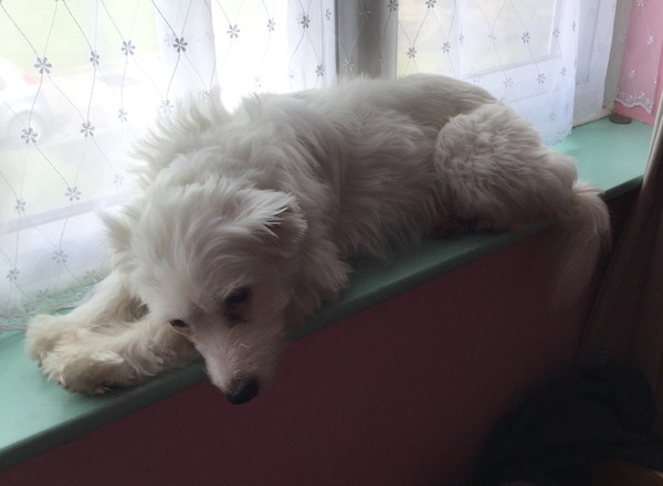 Find out what Mumsnetters thought of the Pedigree® Dog Food Range. £300 voucher prize draw for testers’ feedback. NOW CLOSED