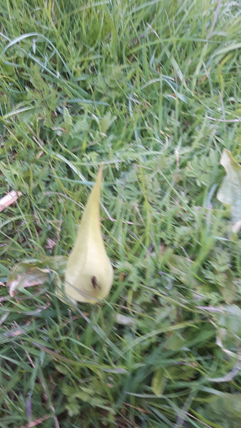 Help identify this wild plant please