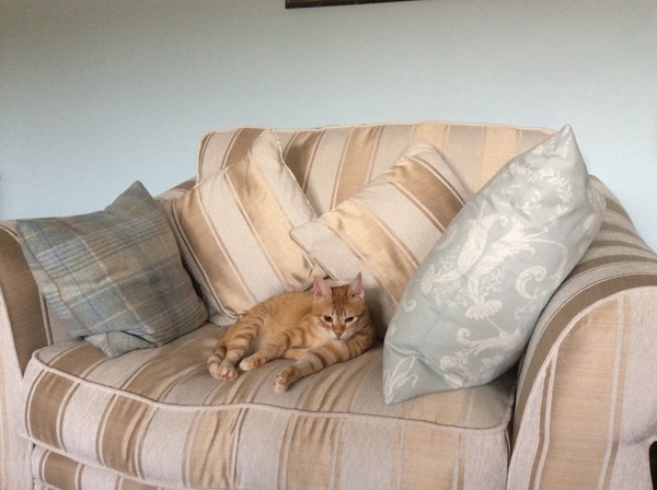 Rescue cat and sleeping