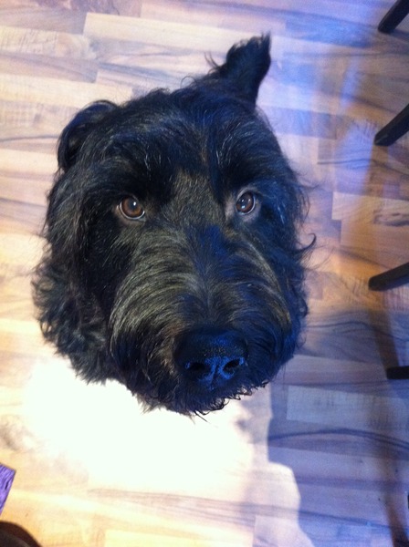 Show us your dogs?