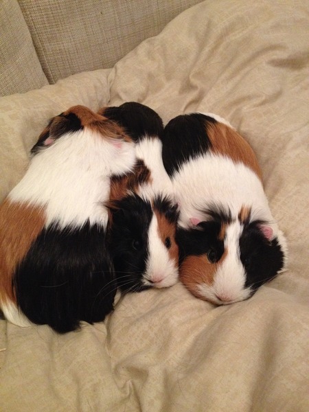 Advice on Guinea Pig please