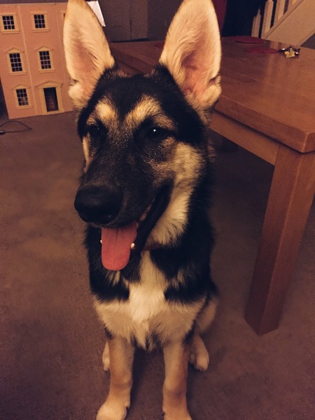 anyone else got a massive puppy that is just a dick head?