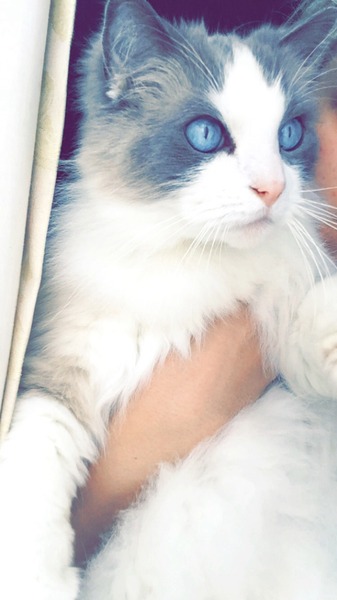 Name ideas for ragdoll kitten? (Boy)