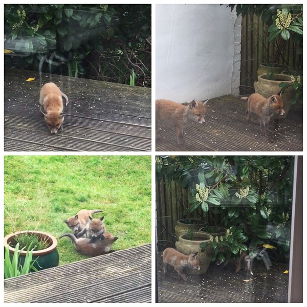 AIBU to think a fox cub is cute and so adoreable and maybe put out titbits