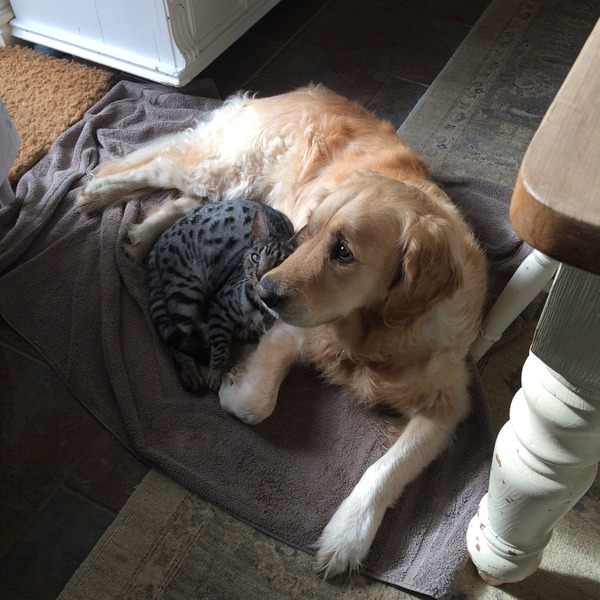 ...to think clean floors and dogs are incompatible?