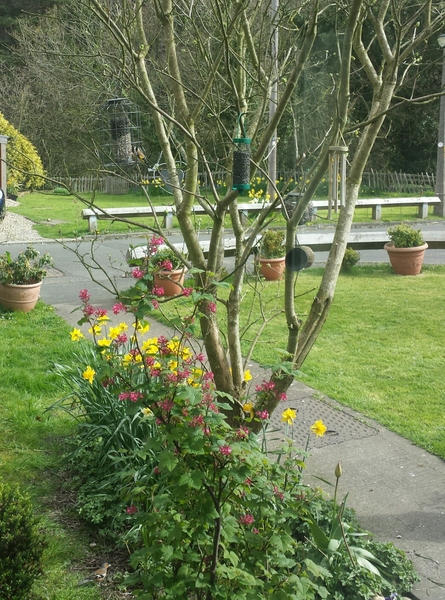 Had a lovely 30 minutes watching the birds in the front garden