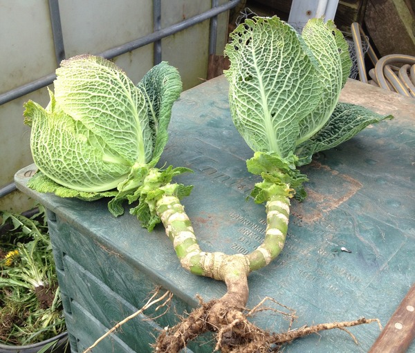 Allotment/Veg Patch Thread 5 - The Diggers Rest !