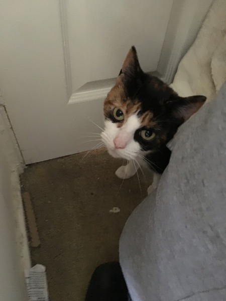 Come and extol the virtues of an adult cat over kittens for me..... Dilemma......