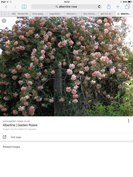 Albertine
