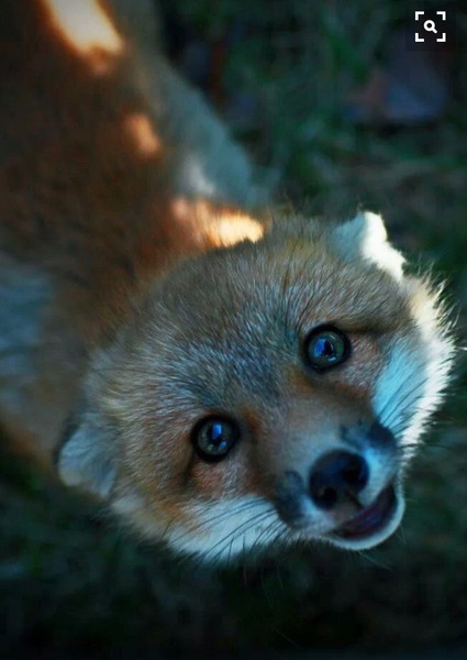 AIBU to think a fox cub is cute and so adoreable and maybe put out titbits