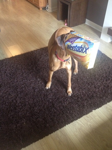anyone else got a massive puppy that is just a dick head?