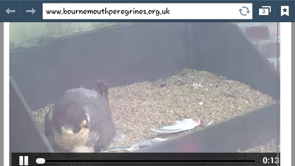 Had a lovely 30 minutes watching the birds in the front garden